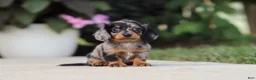 Miniature Dachshund dogs for sale: Cora - Ad 14