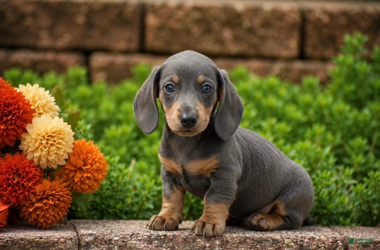 Miniature Dachshund dogs Dallas - Mini - Ad 1
