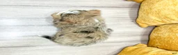Mini Bernedoodle dogs for sale: Skye - Ad 6