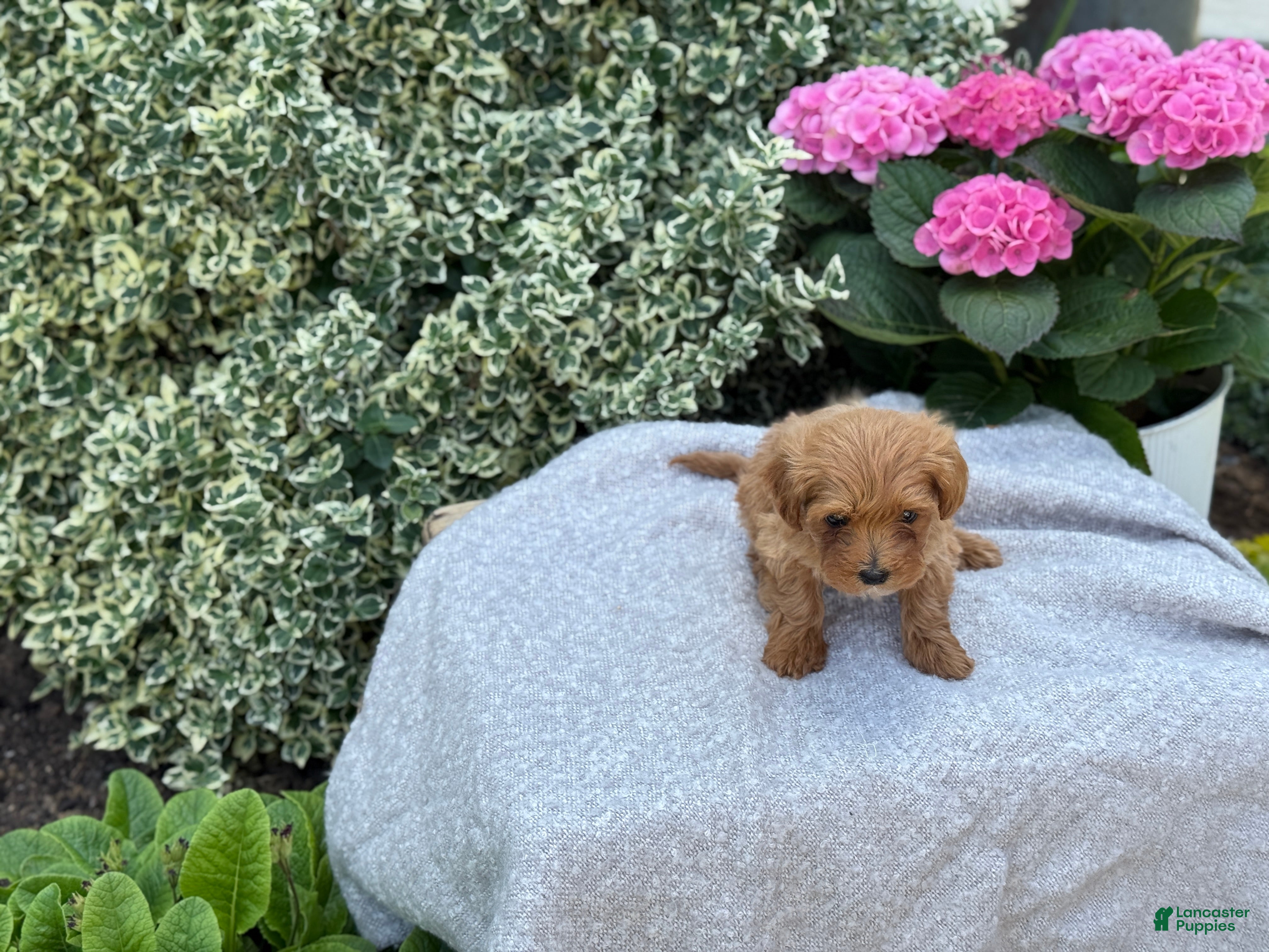 Toy Poodle dogs Penny - Ad 2