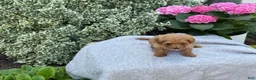 Toy Poodle dogs for sale: Penny - Ad 3
