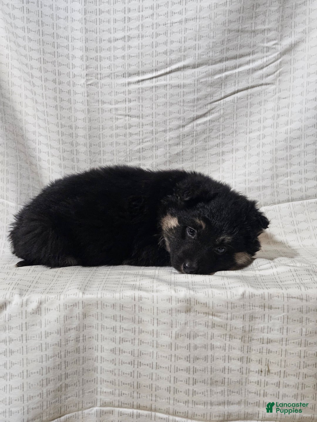 Mixed Breed dogs for sale: Brady - Ad 9