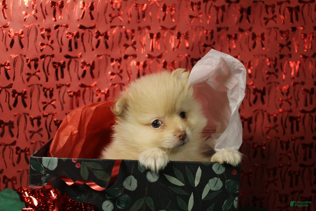 Pomeranian dogs for sale: Toby - Ad 6