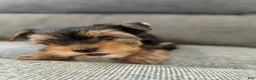 Yorkshire Terrier dogs for sale: Orion - Ad 5