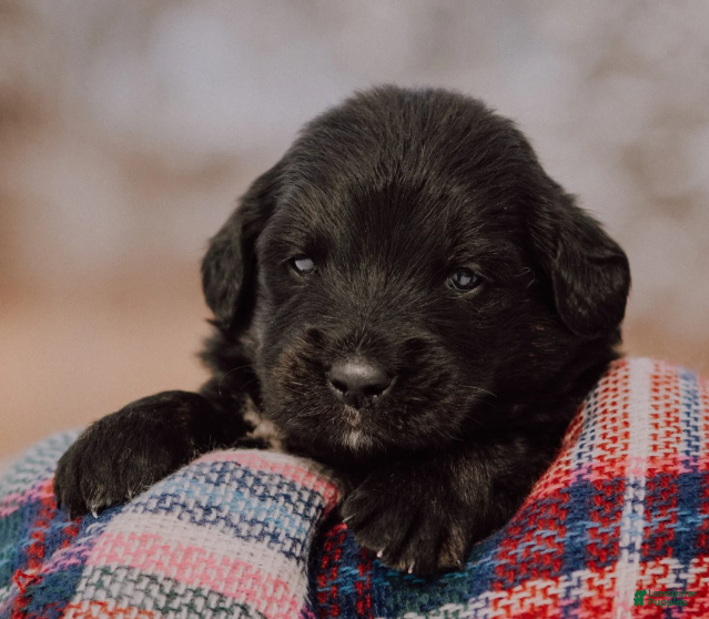 Mixed Breed dogs Kierra - Ad 20