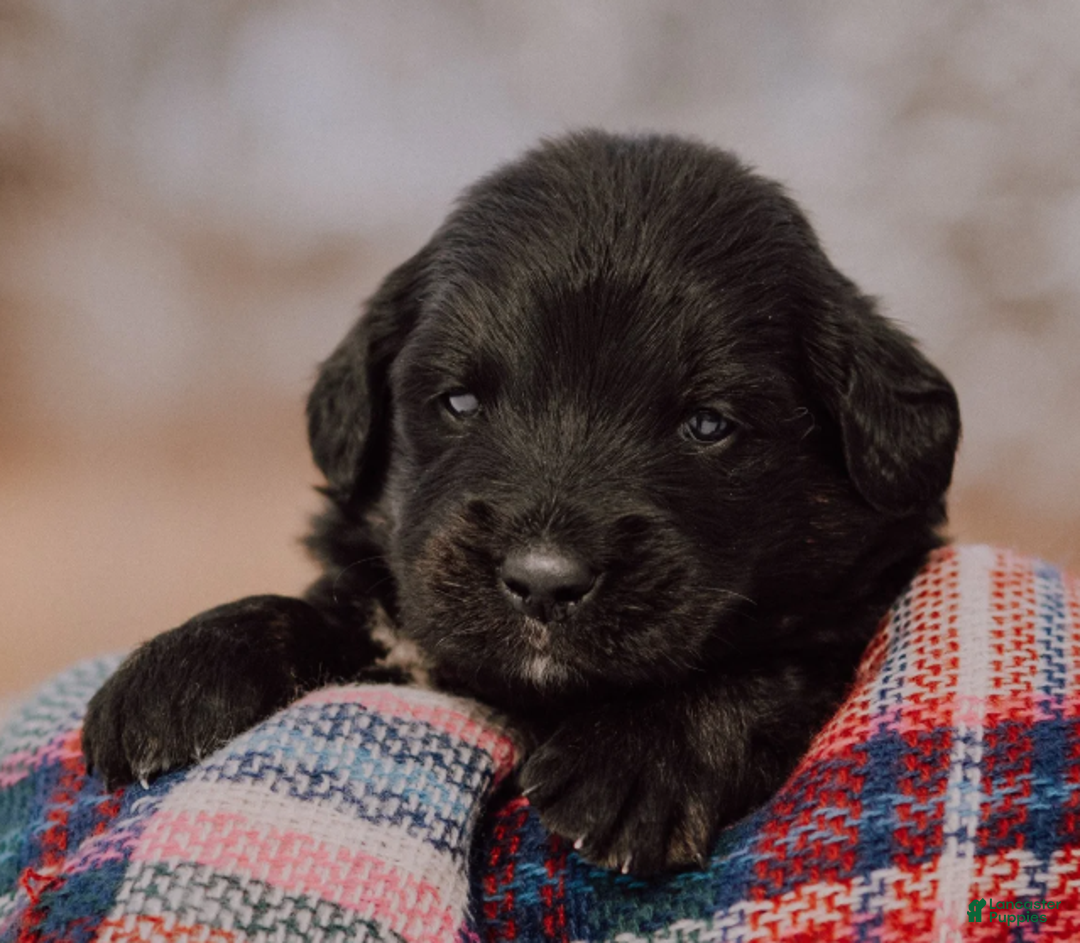 Mixed Breed dogs for sale: Kierra - Ad 1