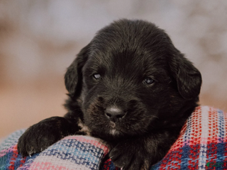 Mixed Breed dogs Kierra - Ad 42