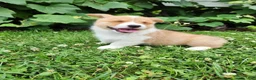 Welsh Corgi Pembroke dogs for sale: Abby - Ad 2