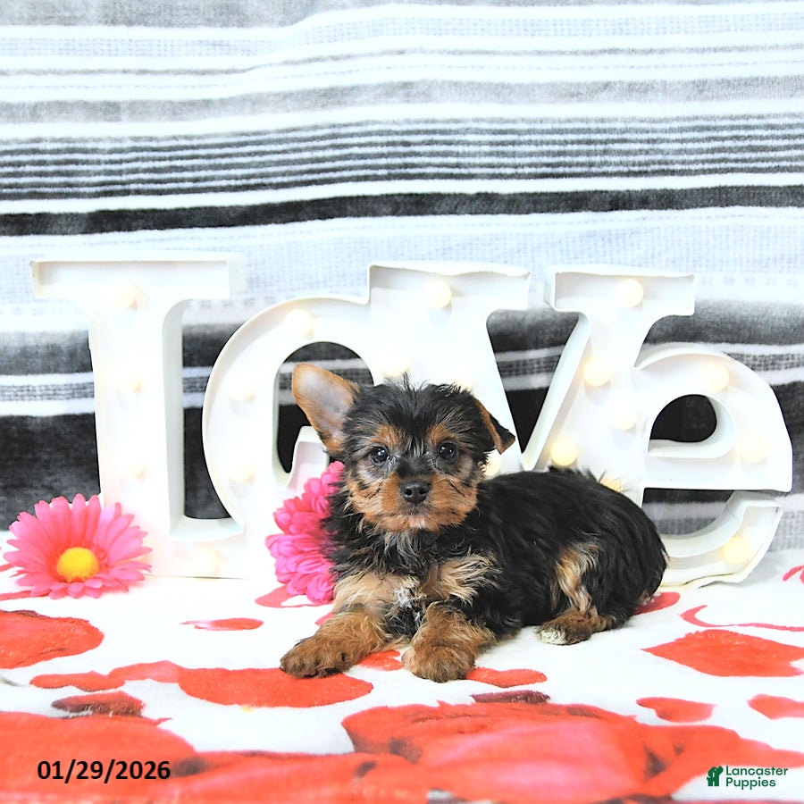 Yorkshire Terrier dogs Maverick - Ad 1
