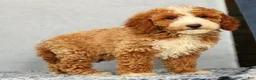 Mini Goldendoodle dogs for sale: Vern - Ad 9