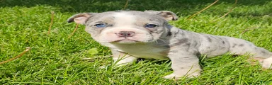 Blue Merle Tri-color