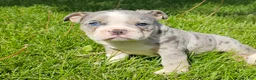 Mixed Breed dogs for sale: Blue Merle Tri-color - Ad 1