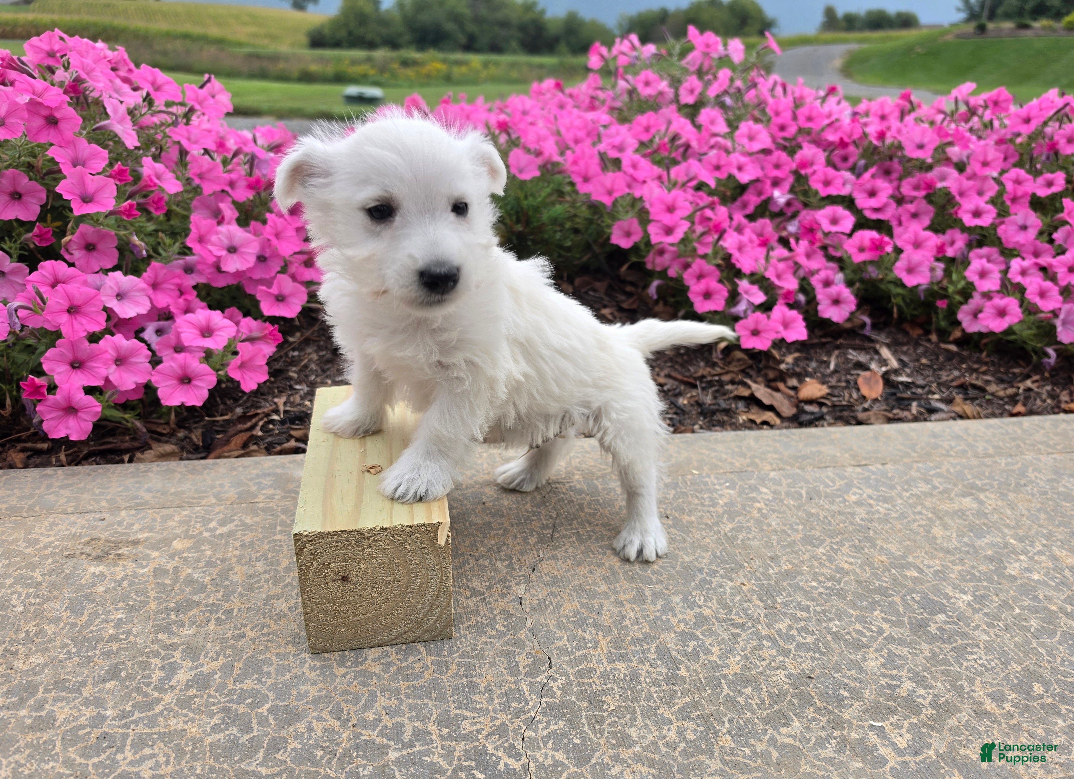 West Highland Terrier dogs Parker - Ad 1