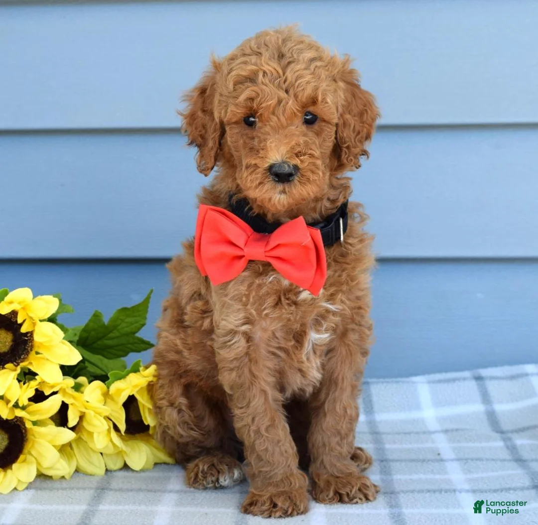 Goldendoodle dogs for sale: Hudson - Ad 2