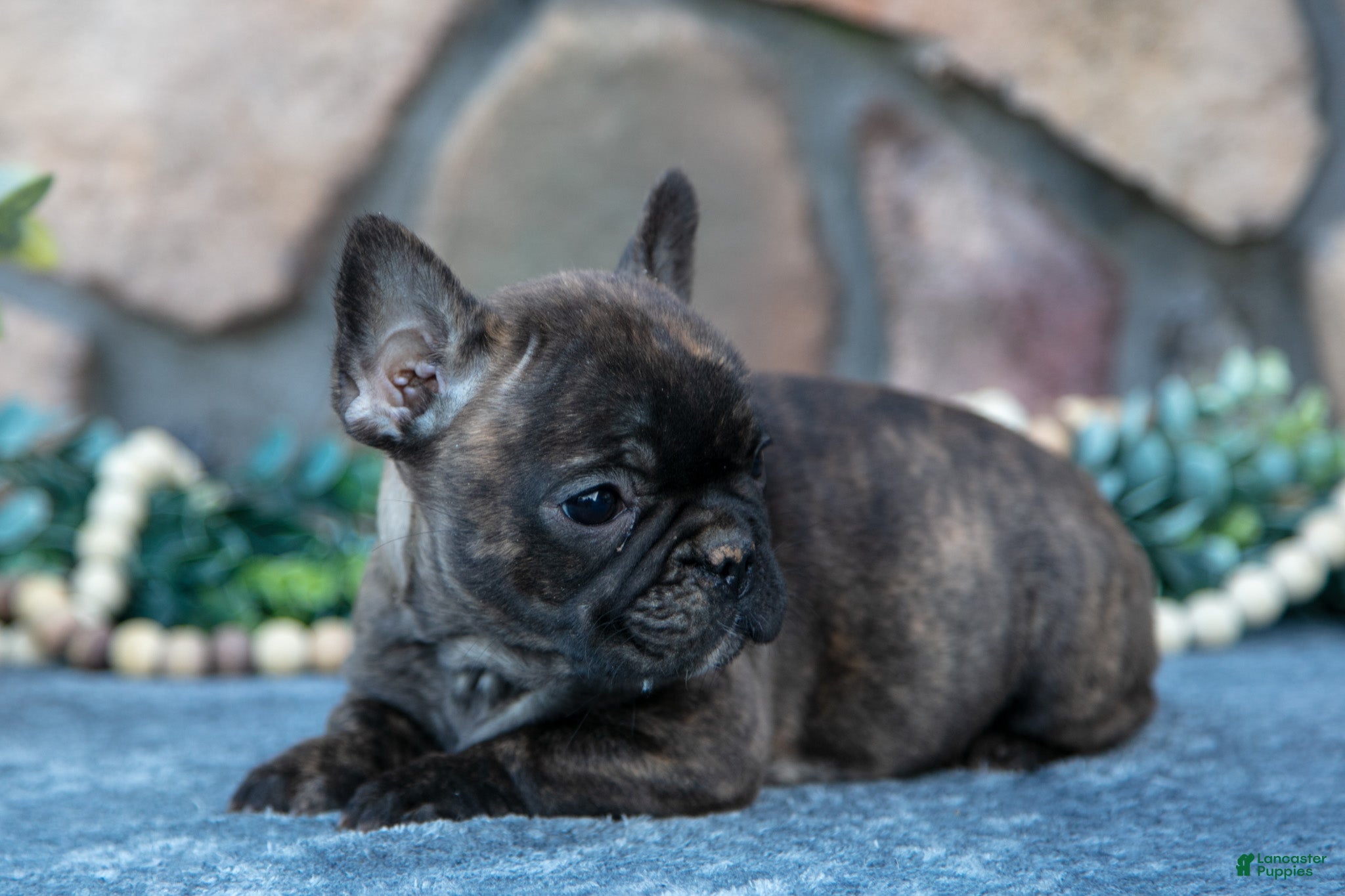 French Bulldog dogs Belinda - Ad 16