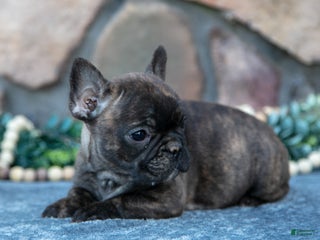 French Bulldog dogs Belinda - Ad 15
