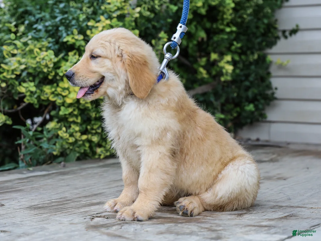 Golden Retriever dogs for sale: Atlee ACA Golden Retriever Pup - Ad 2