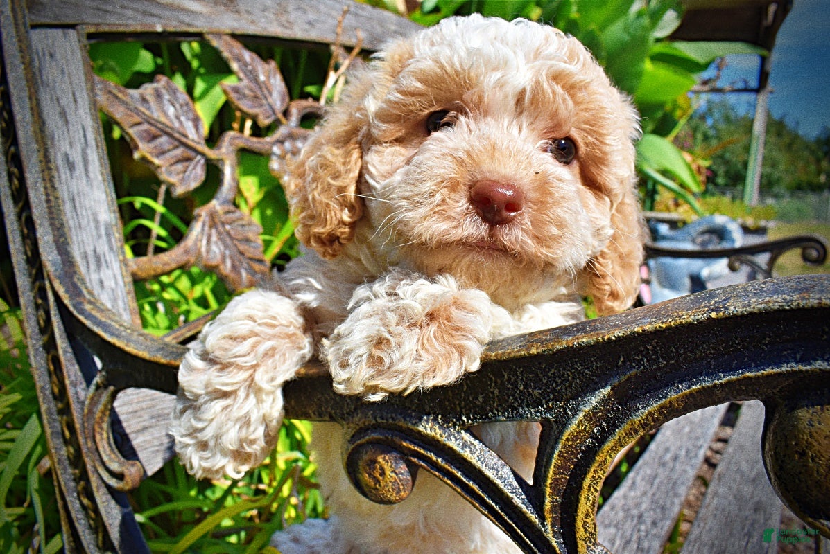 Havapoo dogs Juliet-LABOR DAY SALE-TAKE $100 OFF!!! - Ad 2