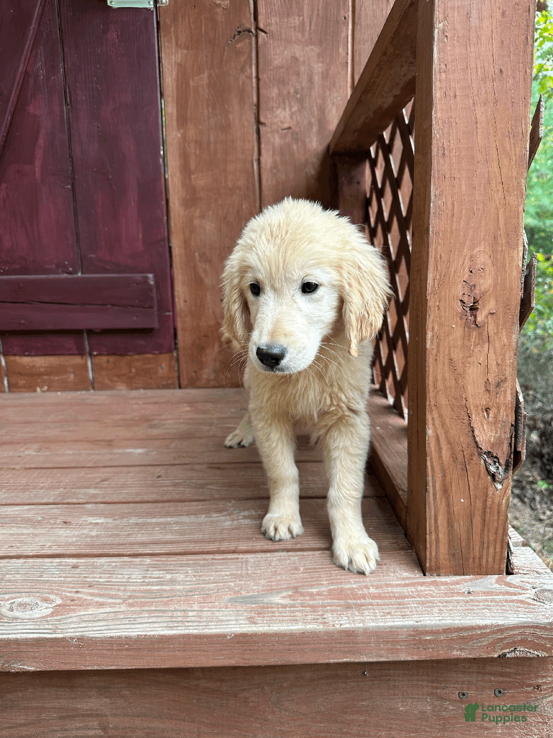 Golden Retriever dogs for sale: AKC Hansel - Ad 5