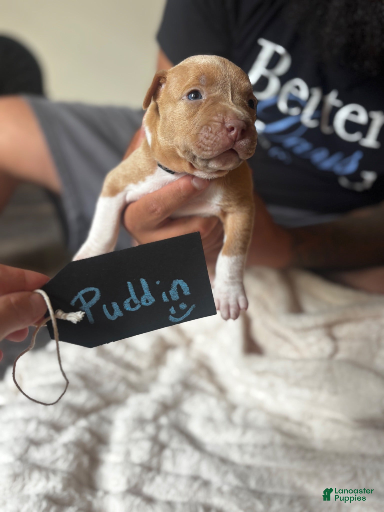 American Pit Bull Terrier dogs for sale: Puddin - Ad 4