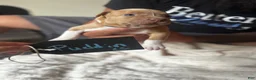 American Pit Bull Terrier dogs for sale: Puddin - Ad 1