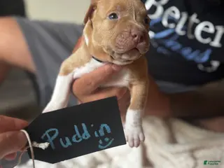 American Pit Bull Terrier dogs Puddin - Ad 15