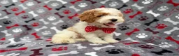 Cockapoo dogs for sale: Lucky - Ad 7