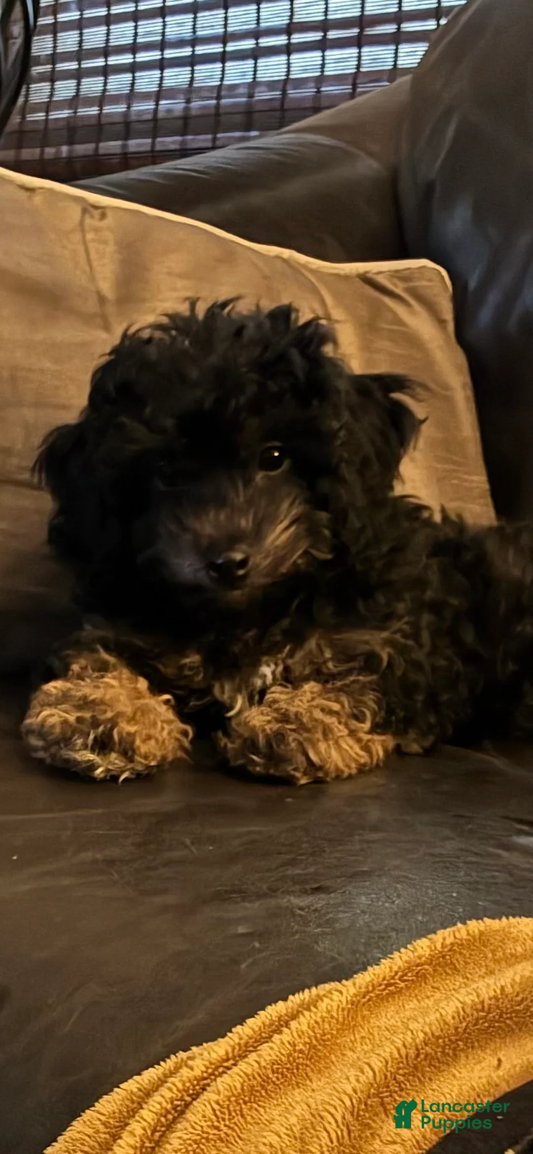 Toy Poodle dogs for sale: Toy Poodle 2 - Ad 1