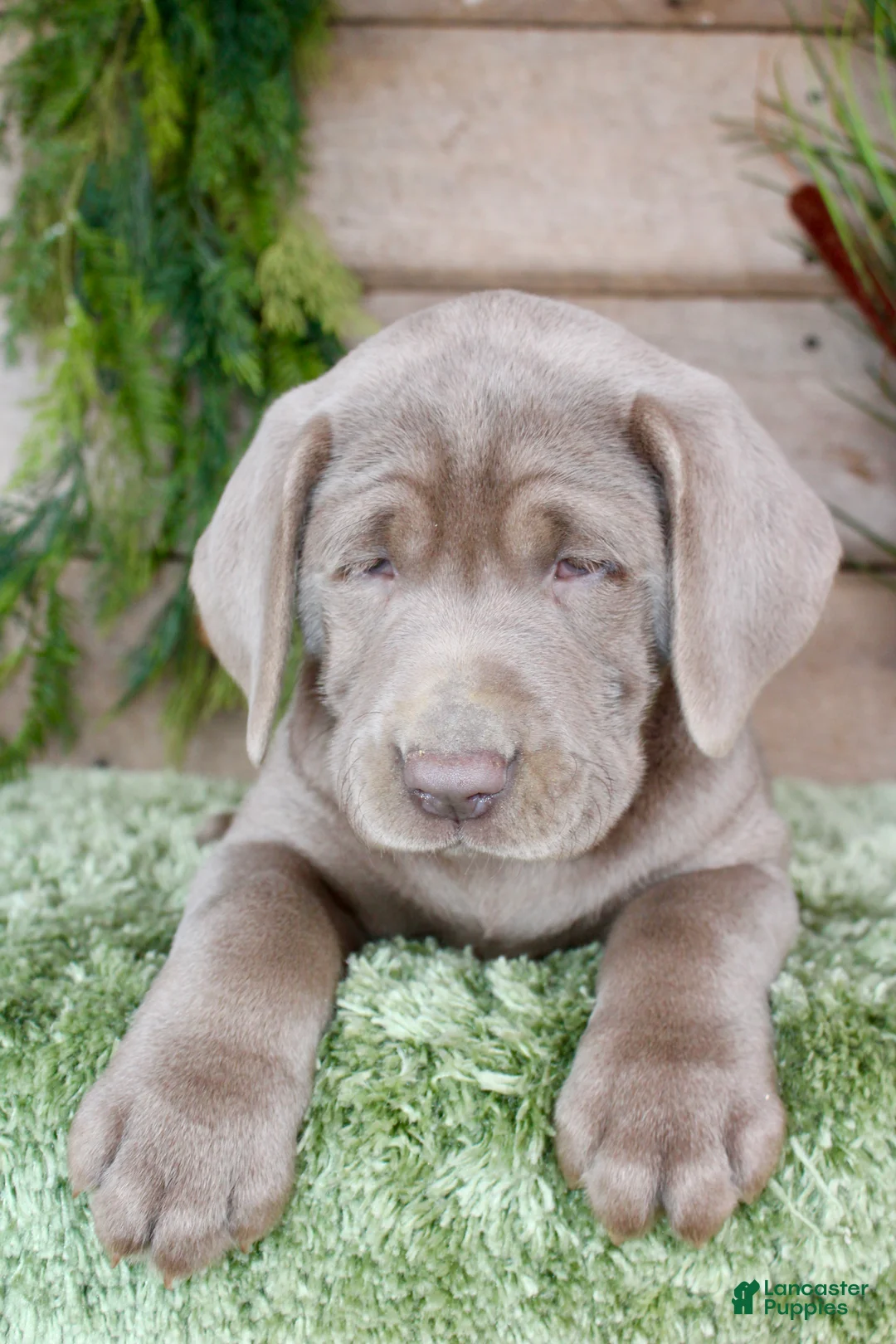 Labrador Retriever dogs for sale: Silver Silas - Ad 3