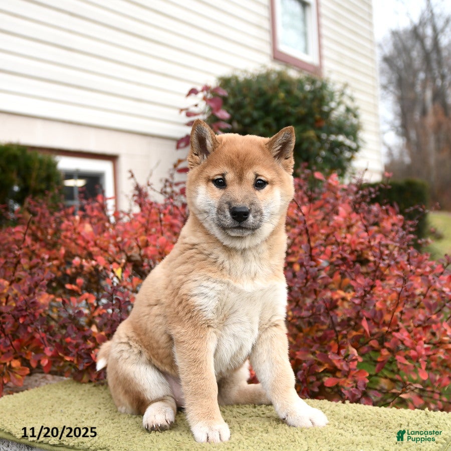 Shiba Inu dogs Fern - Ad 4