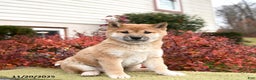 Shiba Inu dogs for sale: Fern - Ad 1