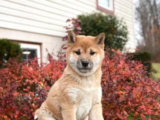 Shiba Inu dogs Fern - Ad 13