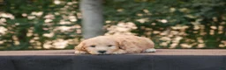 Goldendoodle dogs for sale: Hank - Ad 9