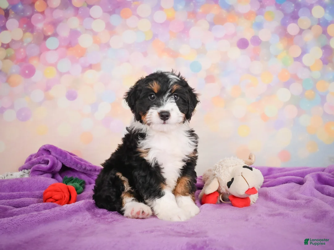 Mini Bernedoodle dogs for sale: Smokey - Ad 1