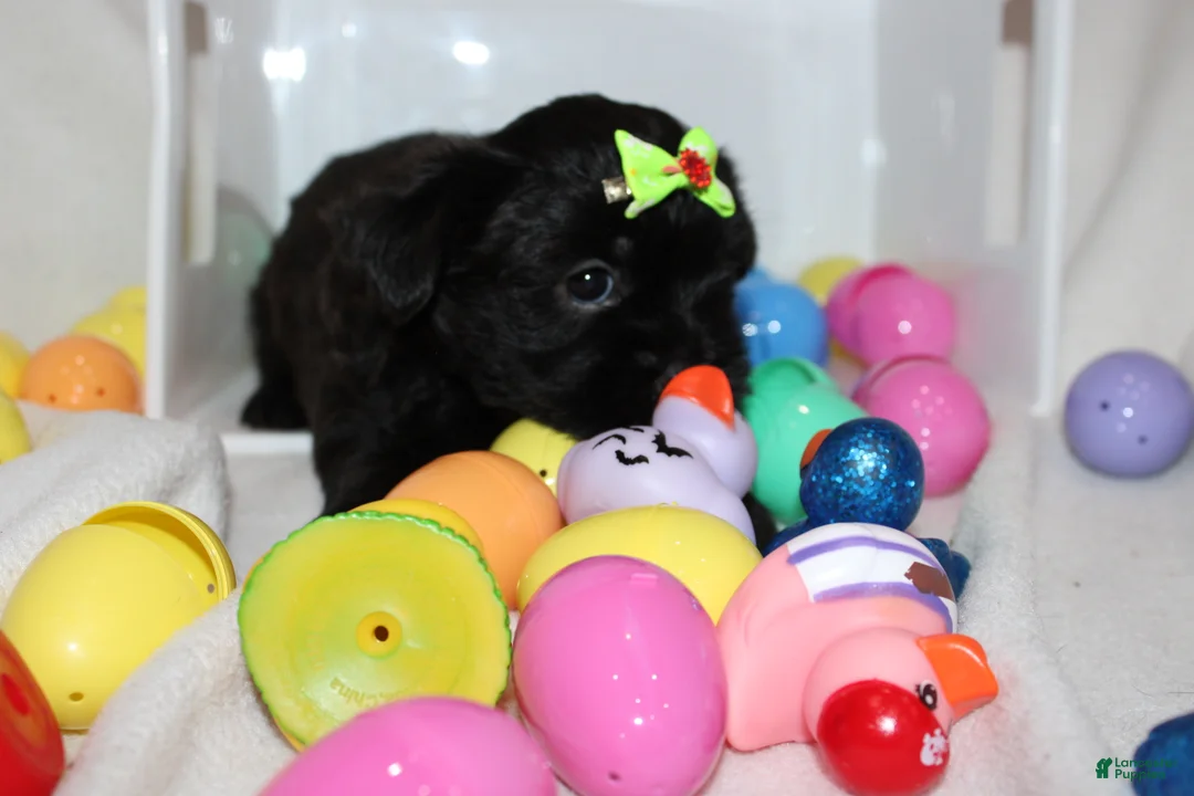 Shorkie dogs for sale: Faith  - Ad 2