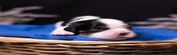 Cavalier King Charles Spaniel dogs for sale: Lukas - Ad 3
