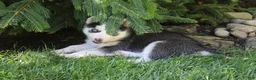 Siberian Husky dogs for sale: Trixie  - Ad 4