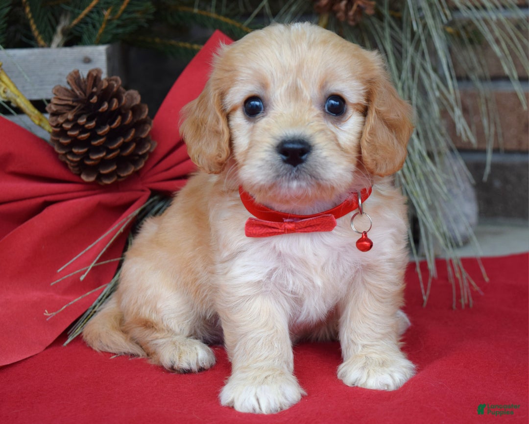 Cavachon dogs for sale: Callie - Ad 8