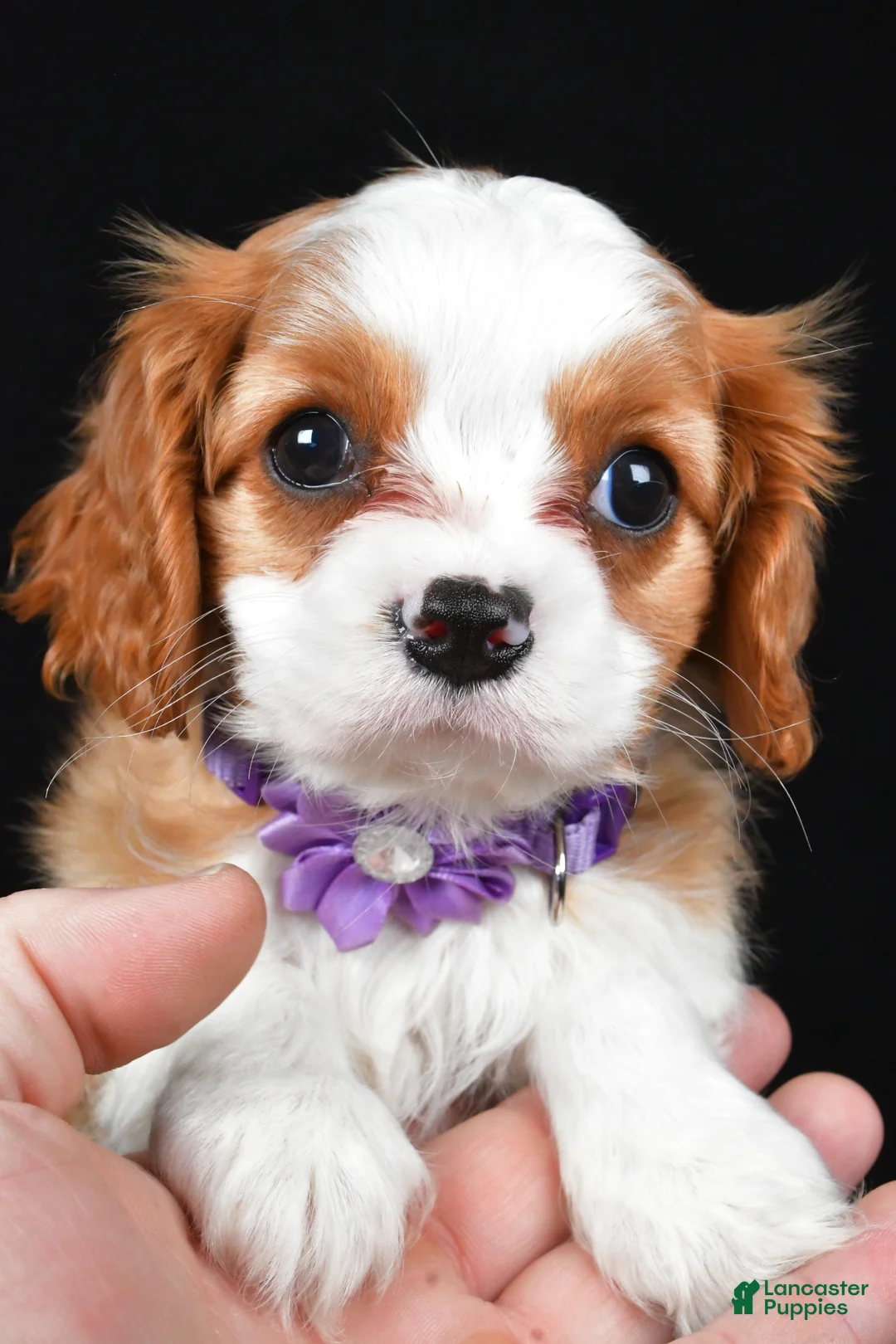 Cavalier King Charles Spaniel dogs for sale: Roxan - Ad 7