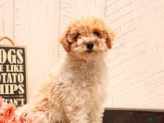 Bichpoo dogs - Ad 22