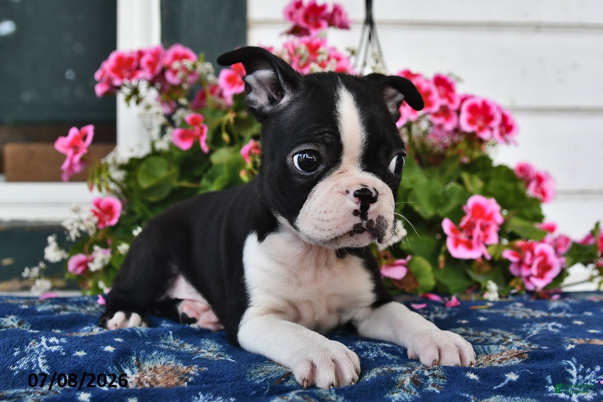 Boston Terrier dogs Luke - Ad 1