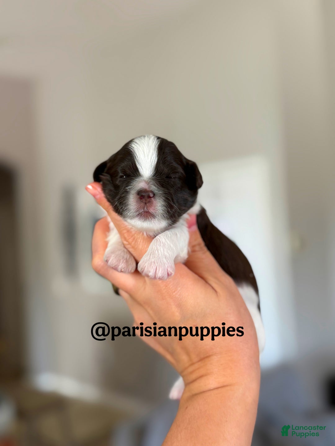 Shihpoo dogs for sale: Birch  - Ad 1