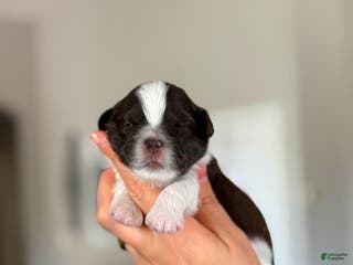 Shihpoo dogs Birch - Ad 15