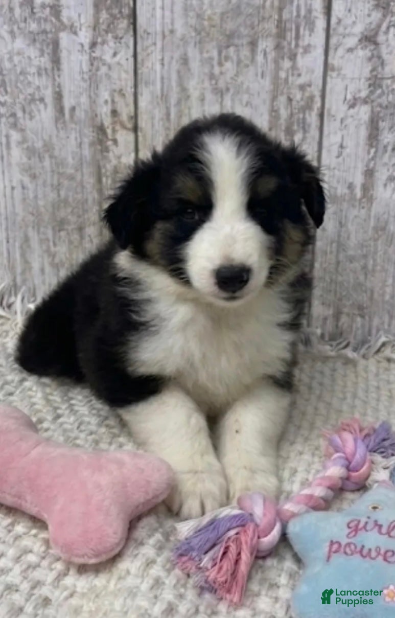 Australian Shepherd dogs Australian Shepherd 4 - Ad 19