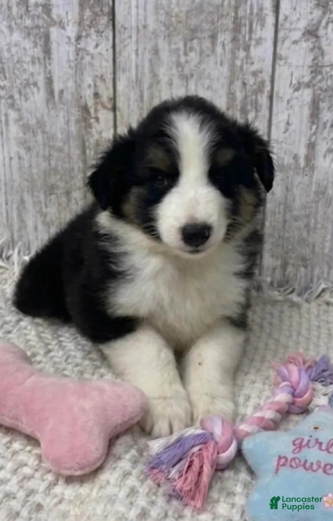 Australian Shepherd dogs for sale: Australian Shepherd 4 - Ad 1