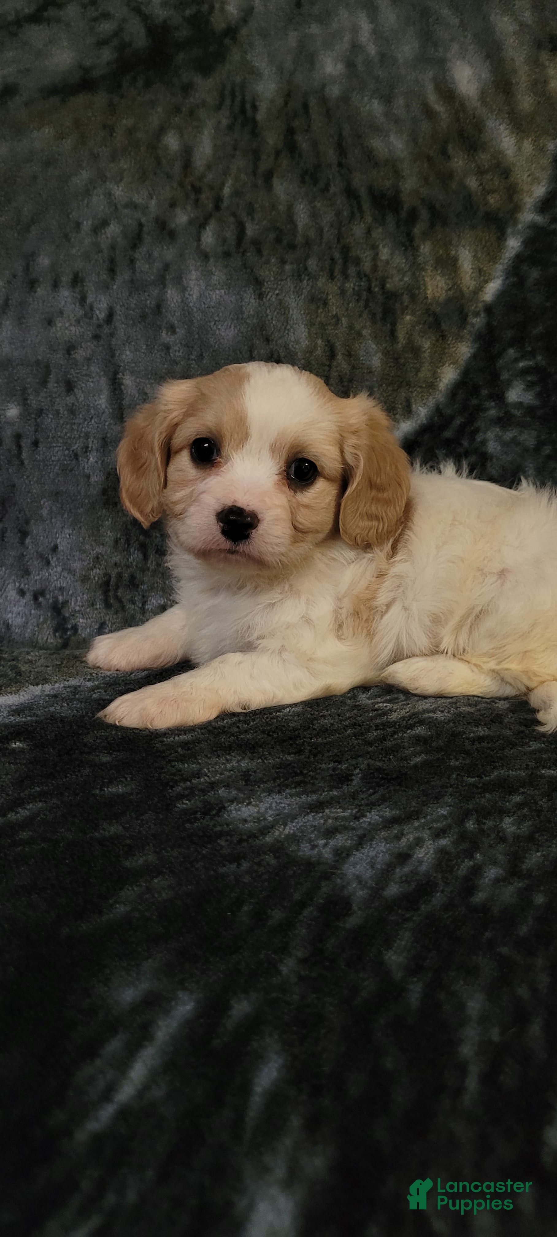 Cavachon dogs Bela  - Ad 27