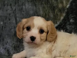 Cavachon dogs Bela - Ad 16