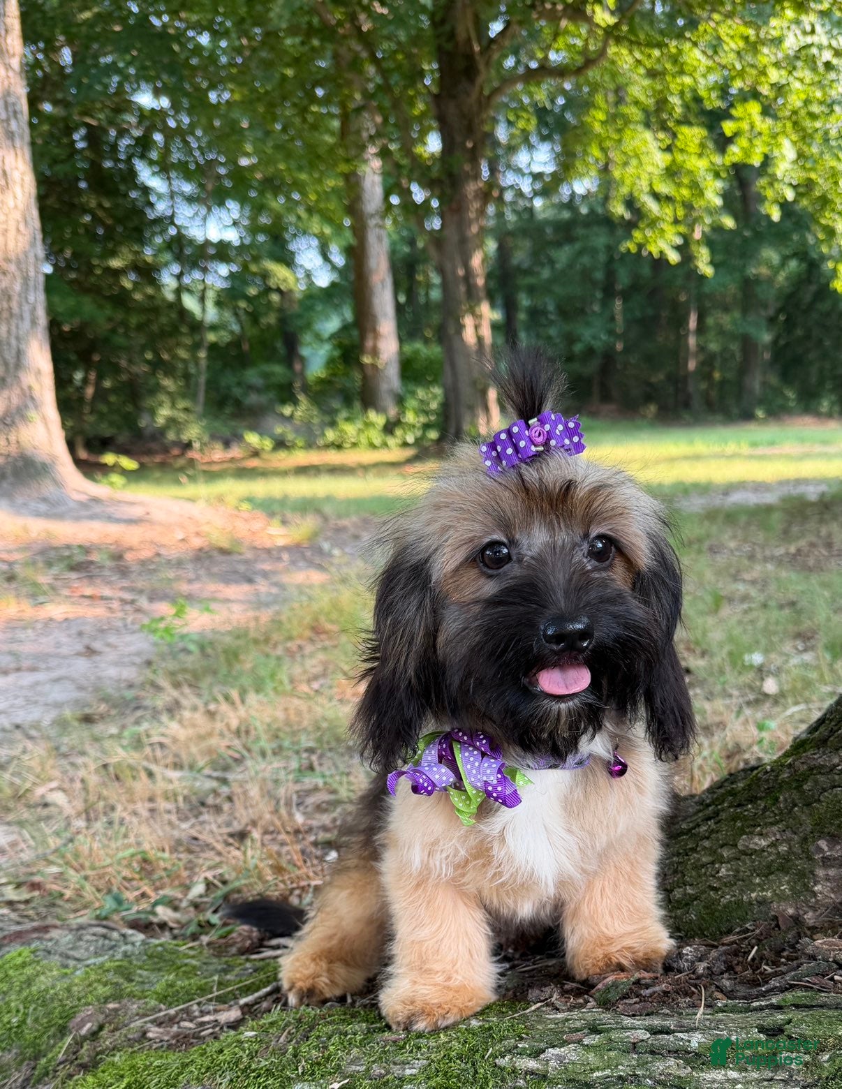 Mixed Breed dogs Hazel - Ad 1