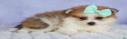 Pomeranian dogs for sale: Frankie 🐶 - Ad 15