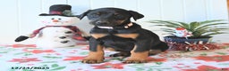 Doberman Pinscher dogs for sale: Bonnie - Ad 3
